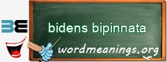 WordMeaning blackboard for bidens bipinnata